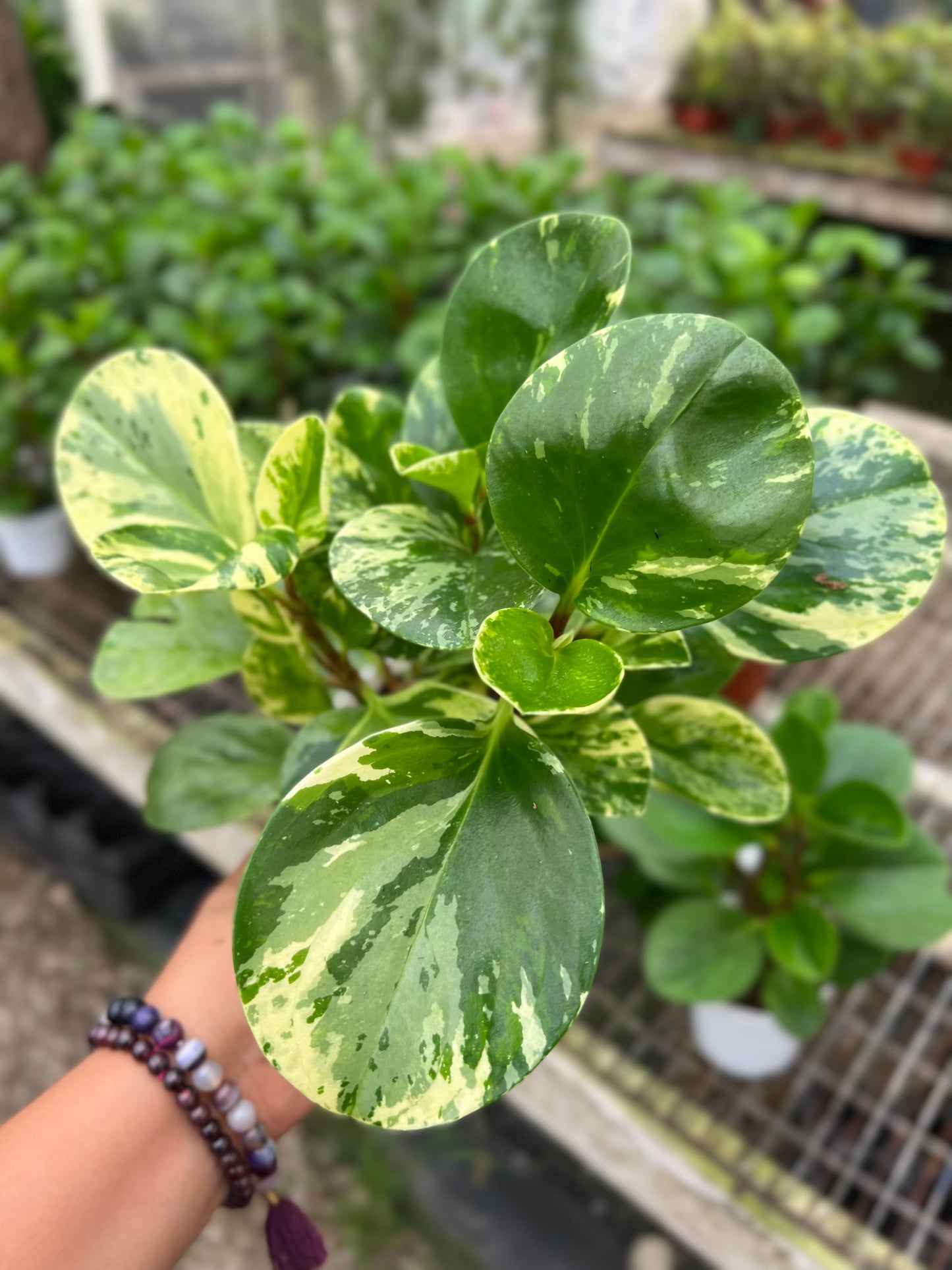 Marbled Peperomia