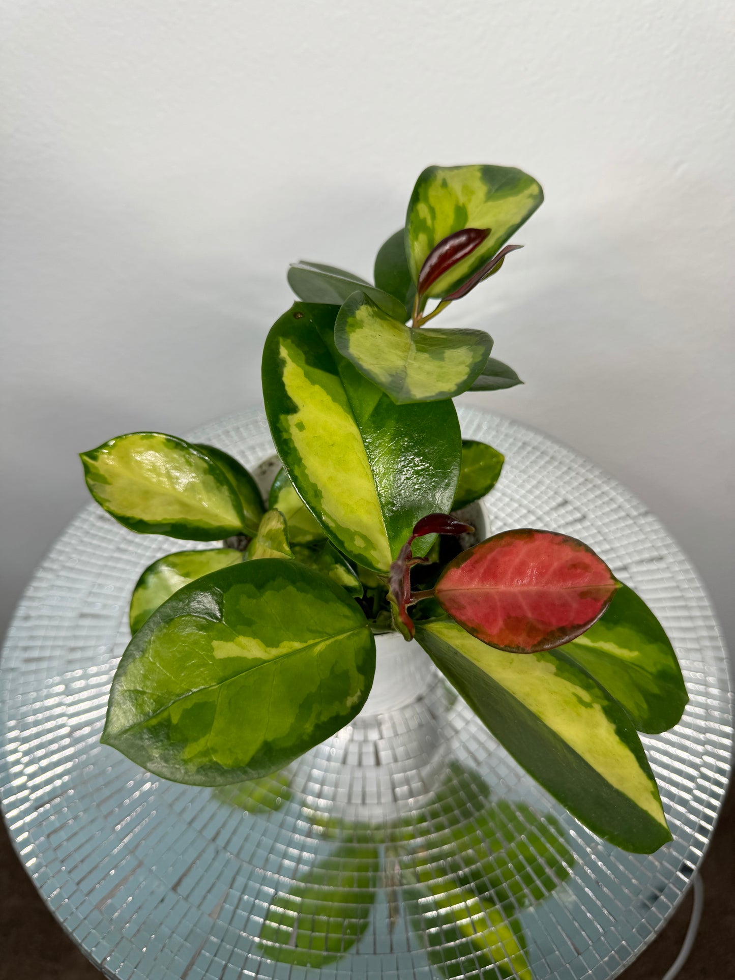 Hoya Australis ‘Lisa’