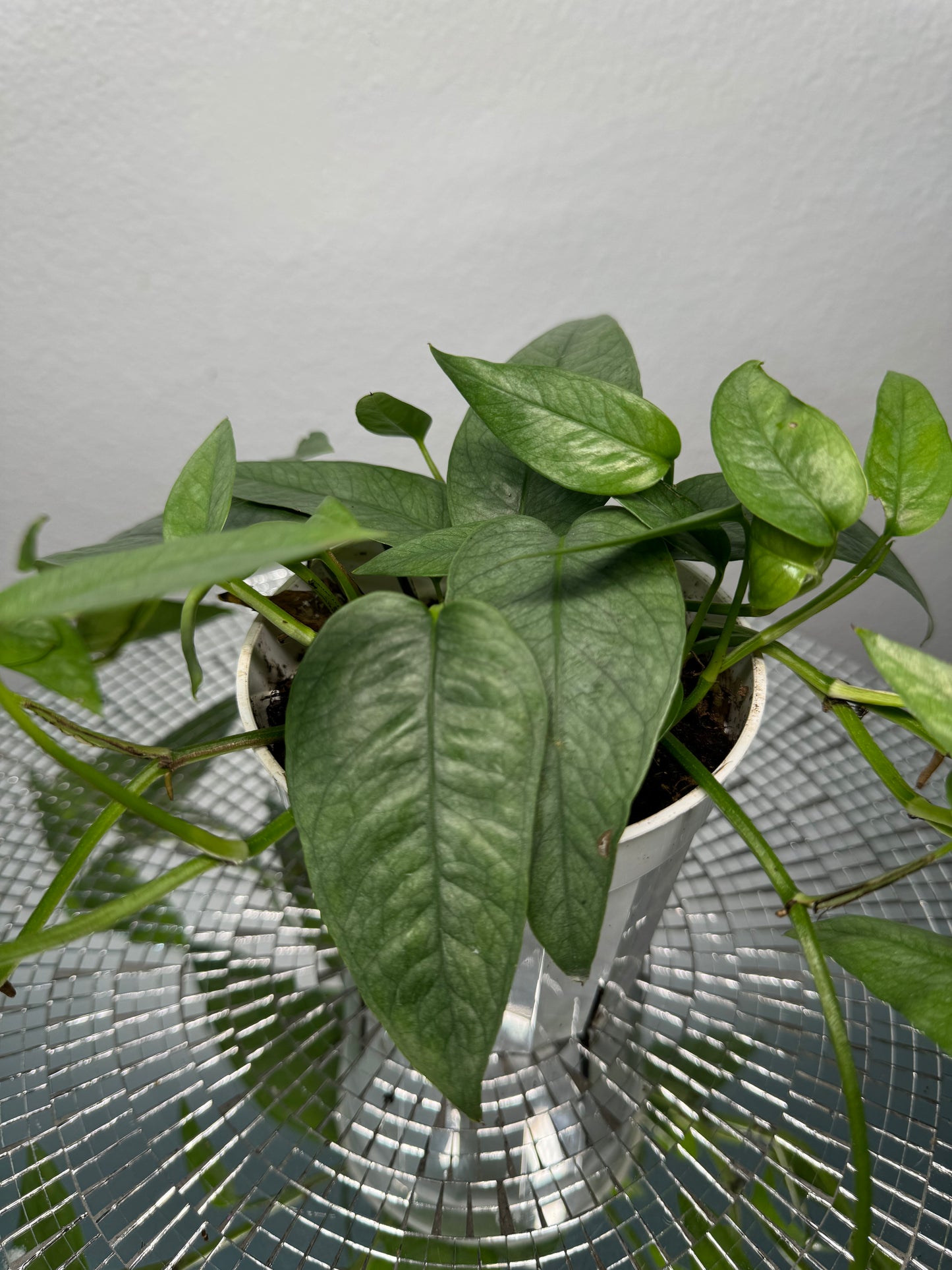 Cebu Blue Pothos