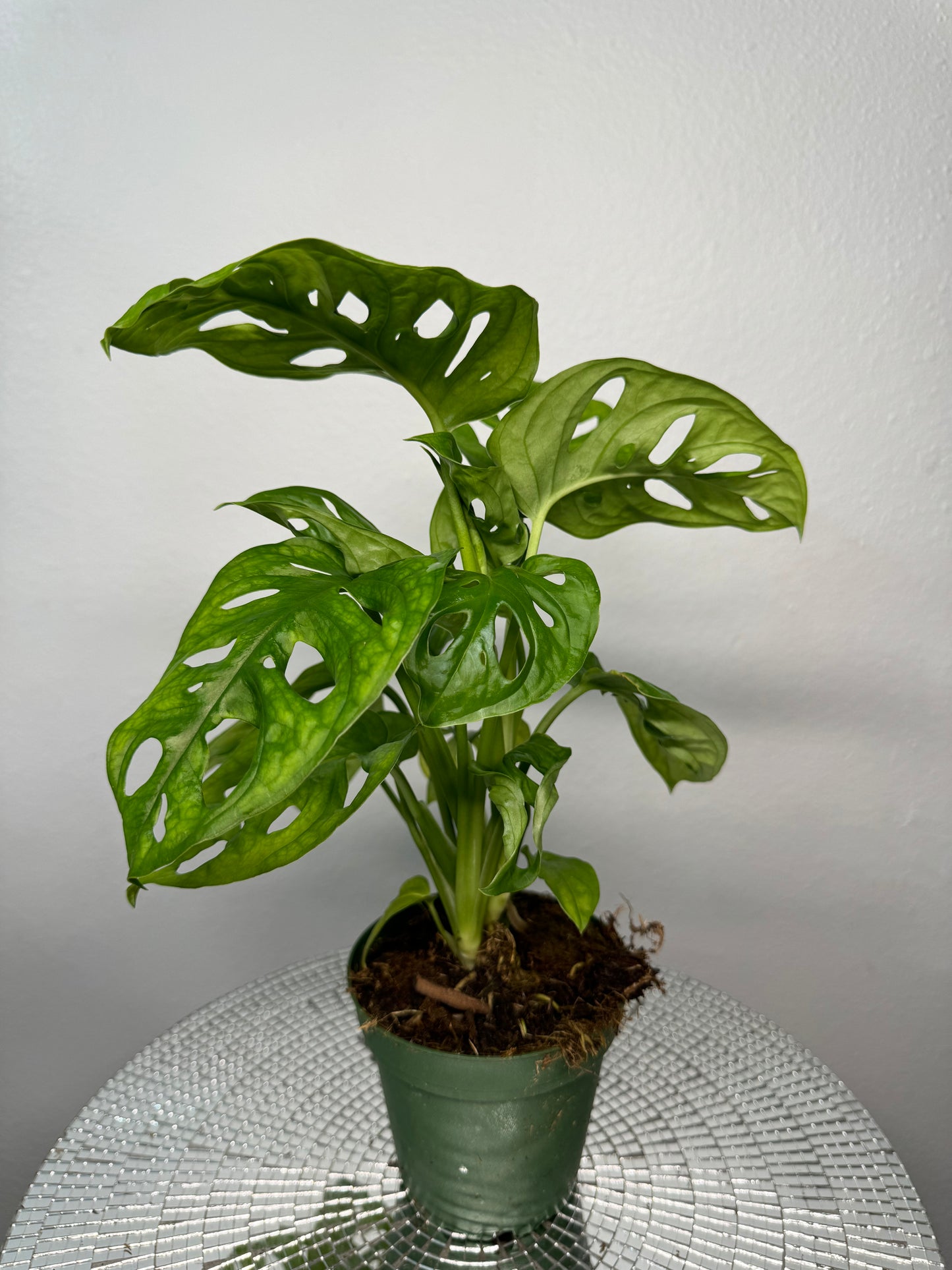 Swiss Cheese Plant