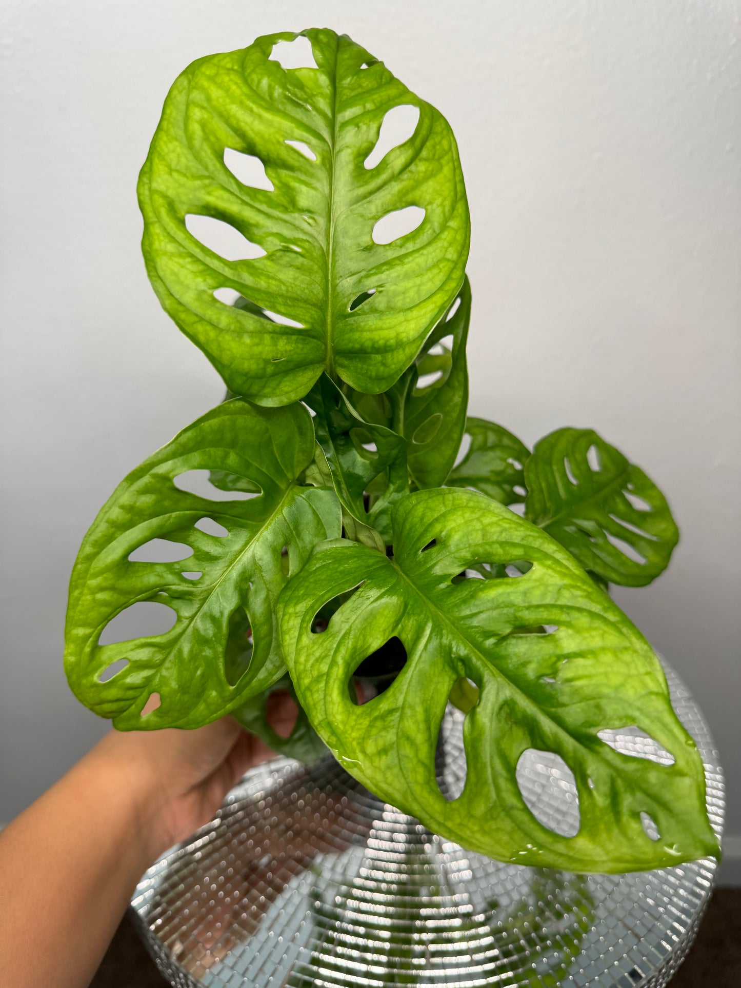 Swiss Cheese Plant