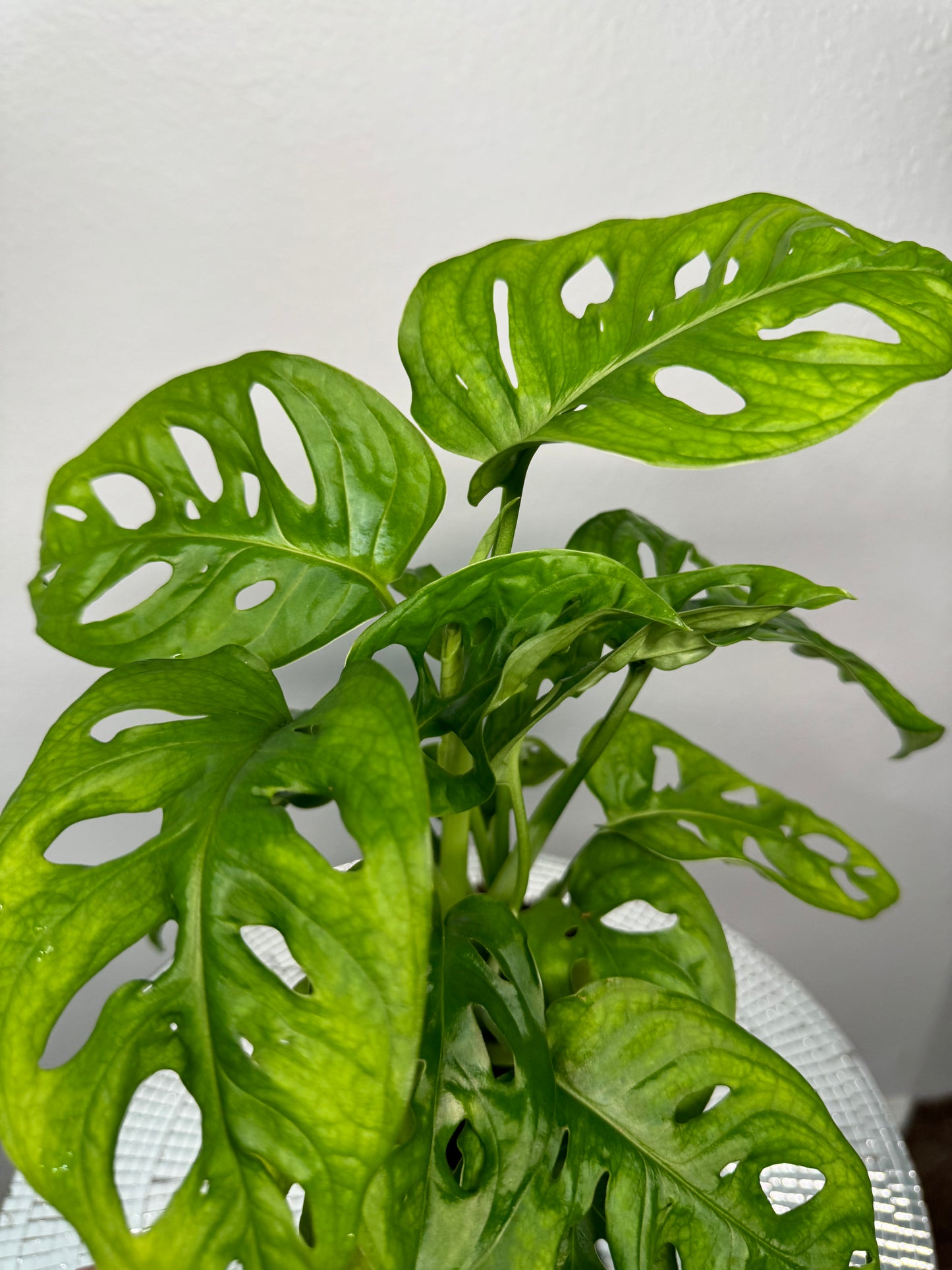 Swiss Cheese Plant