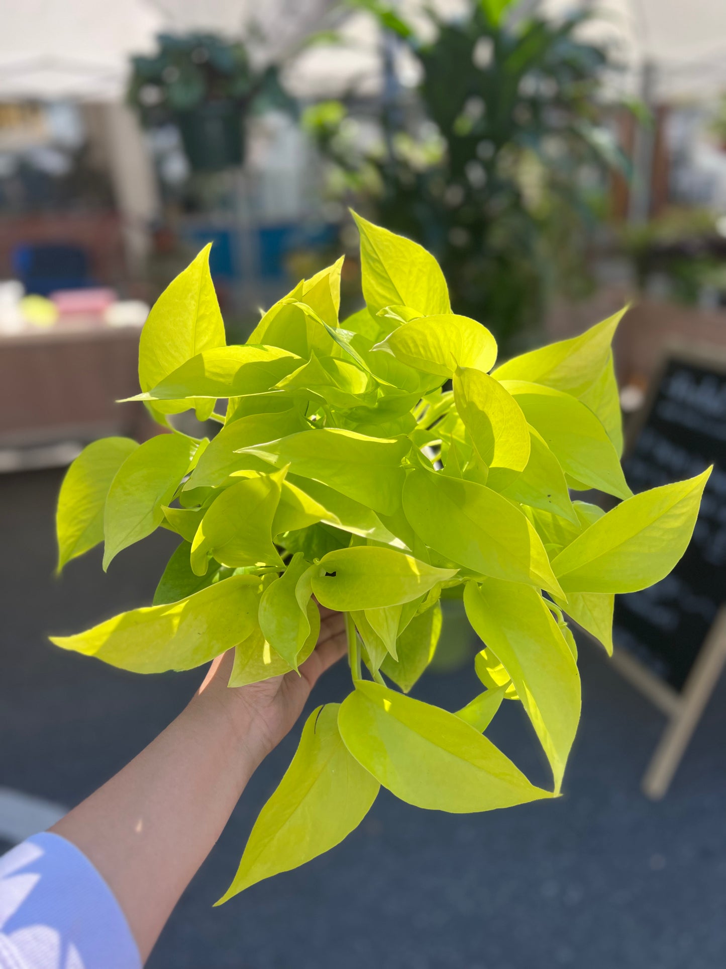 Neon Pothos
