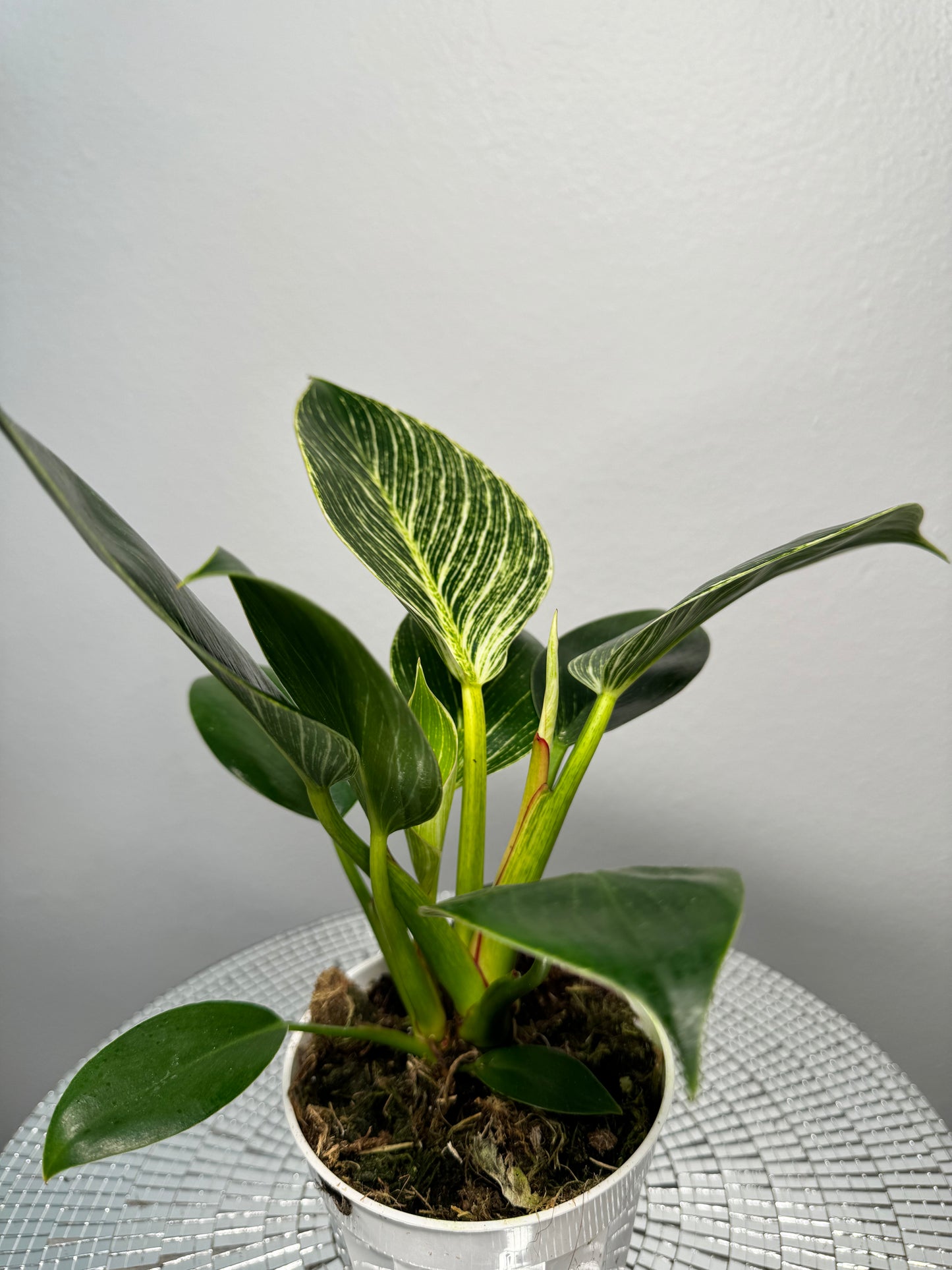 Philodendron Birkin