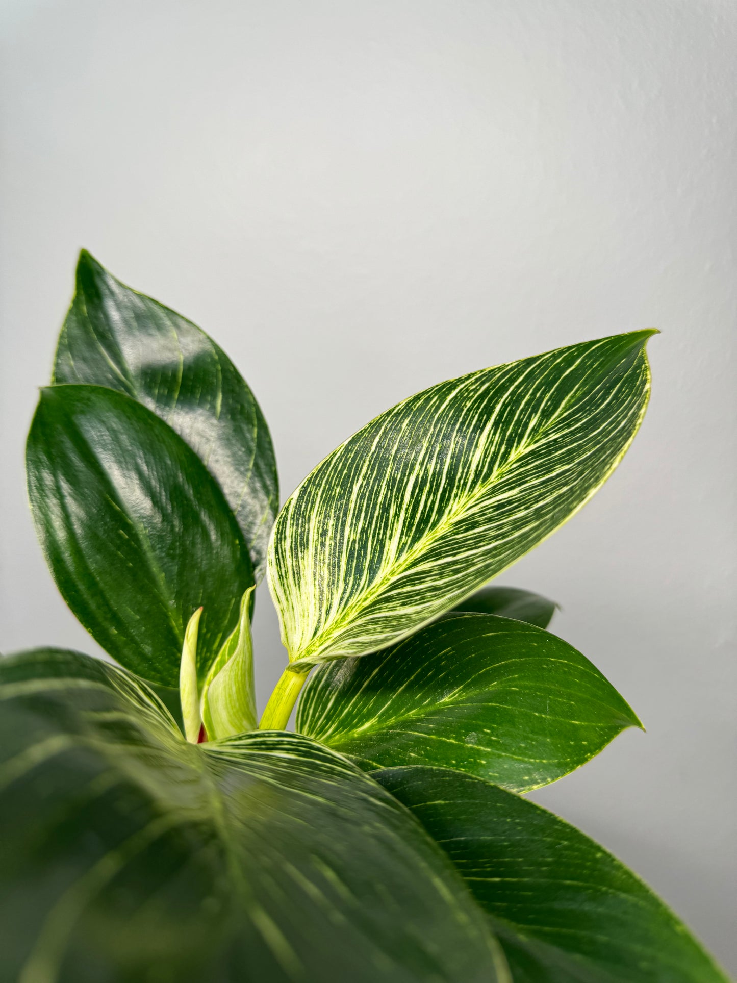 Philodendron Birkin