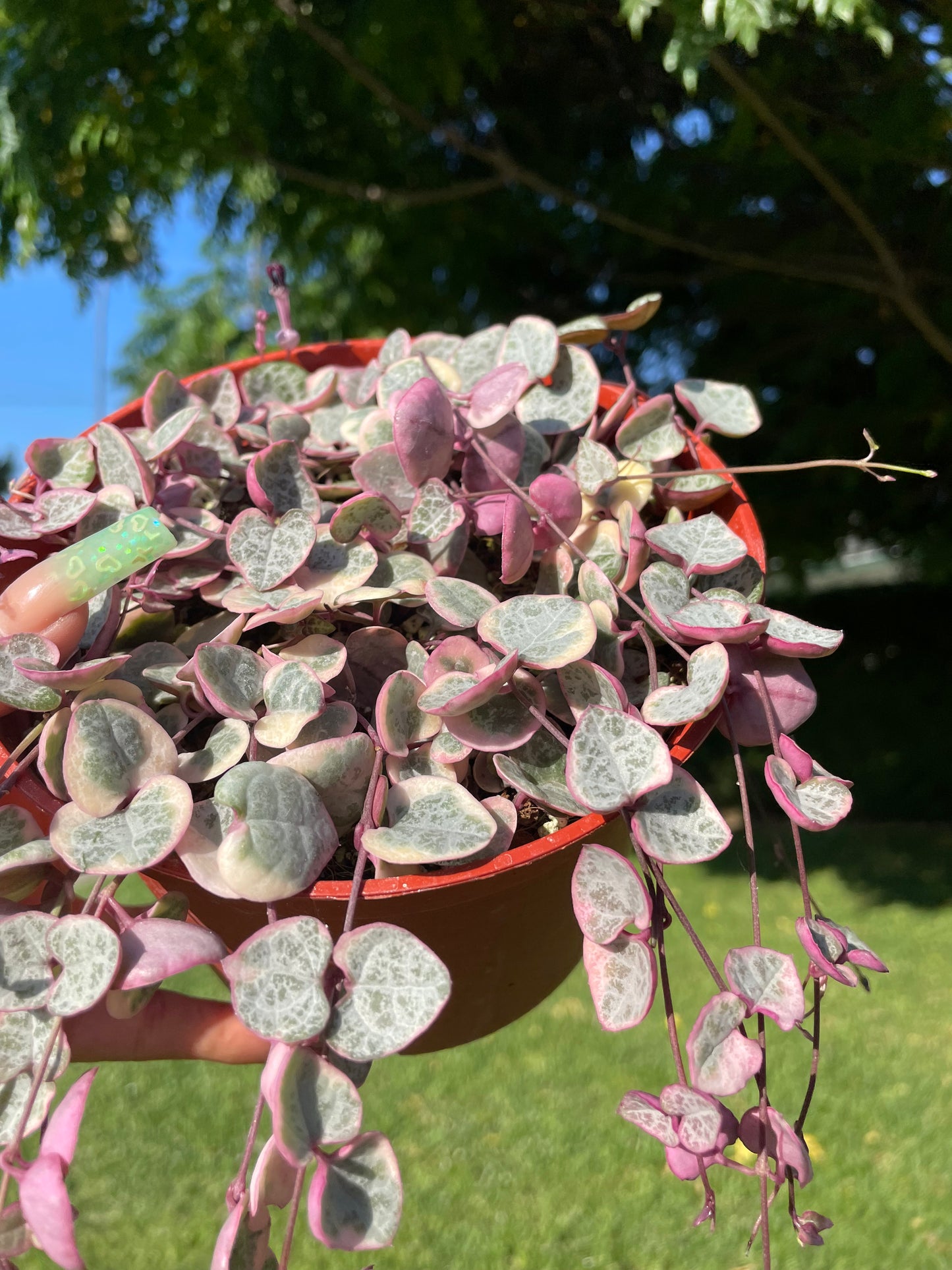 Variegated String of Hearts