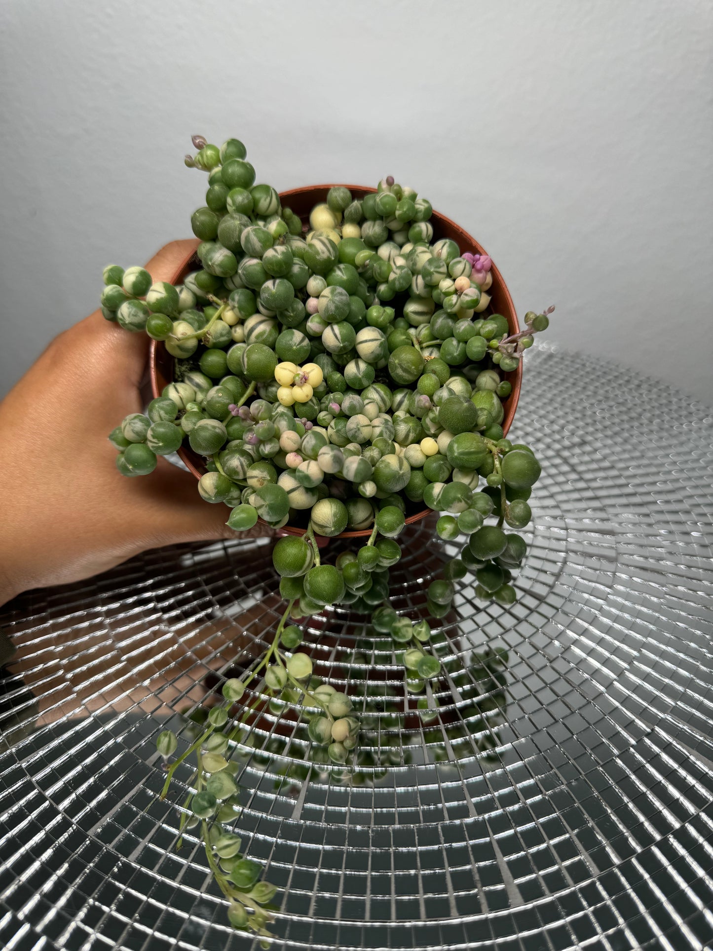 Variegated String of Pearls