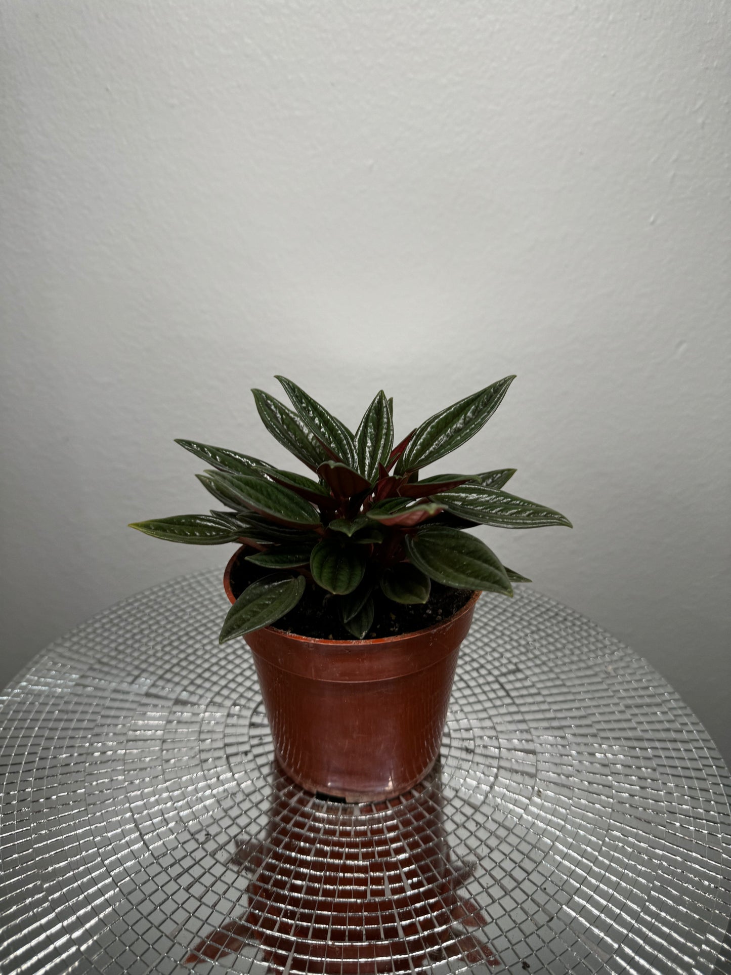 Peperomia Rosso
