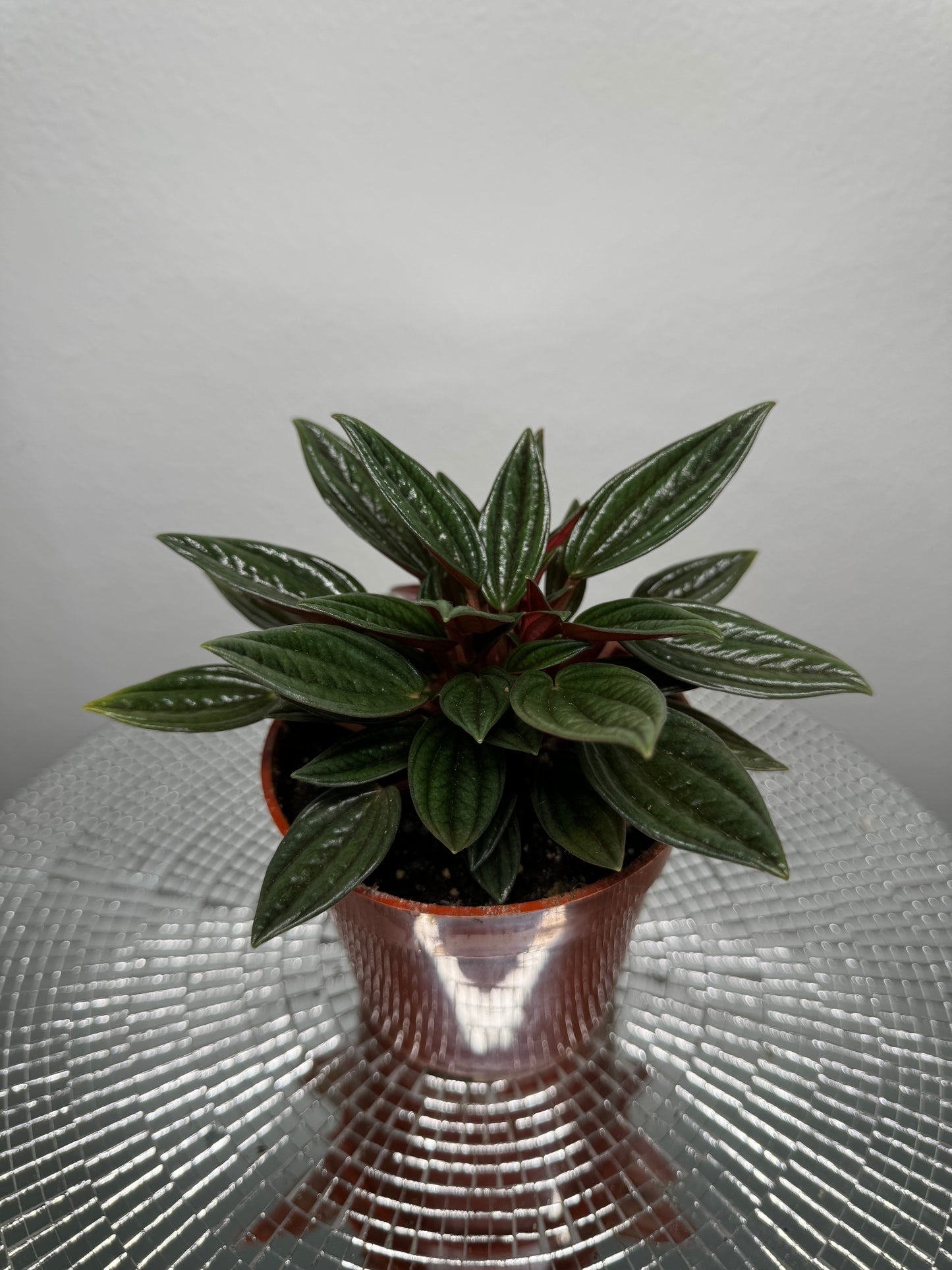 Peperomia Rosso