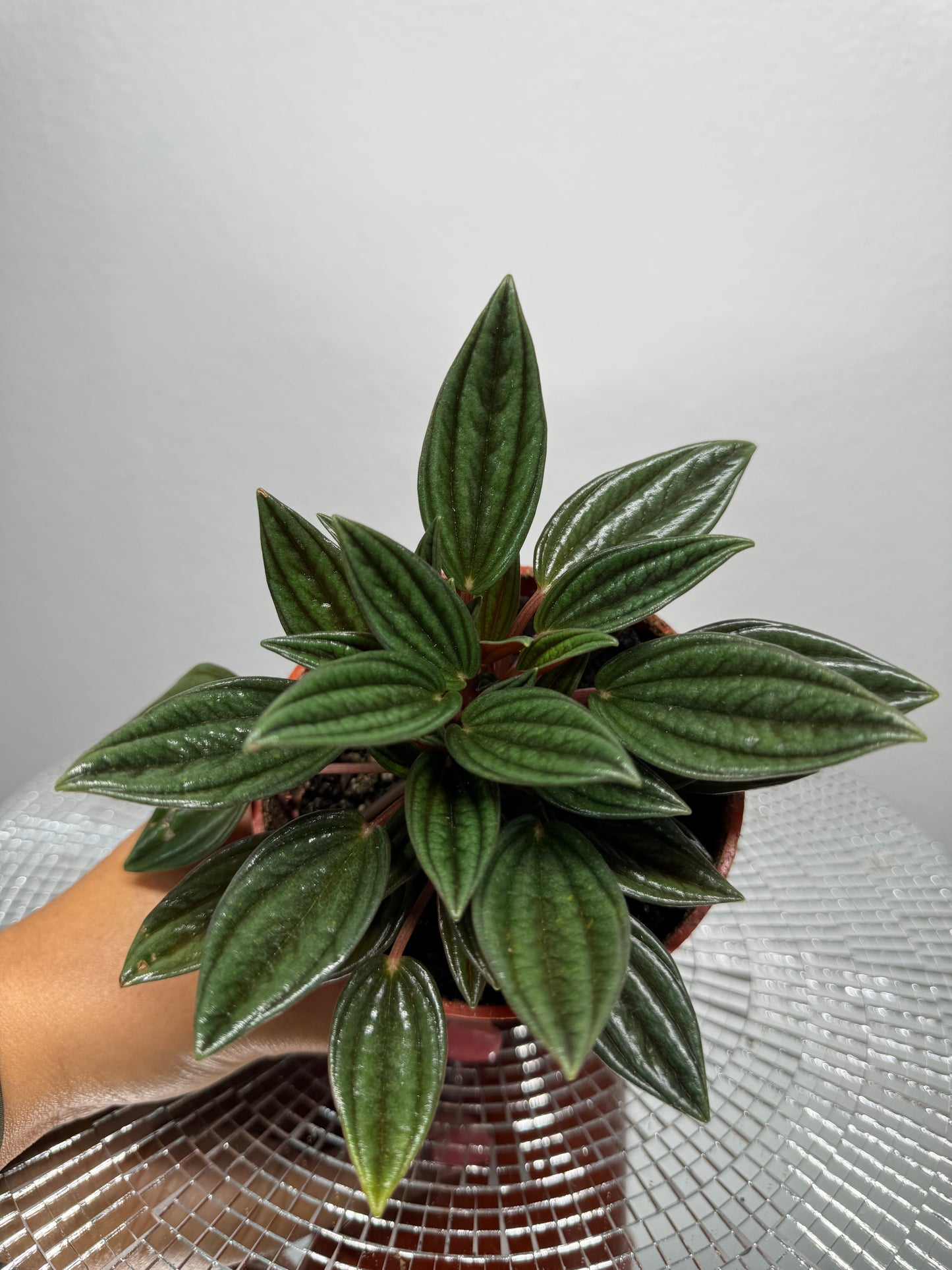 Peperomia Rosso