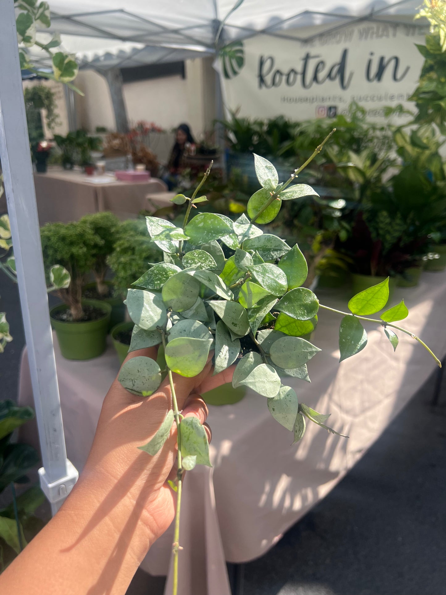 Hoya 'Silver Splash'