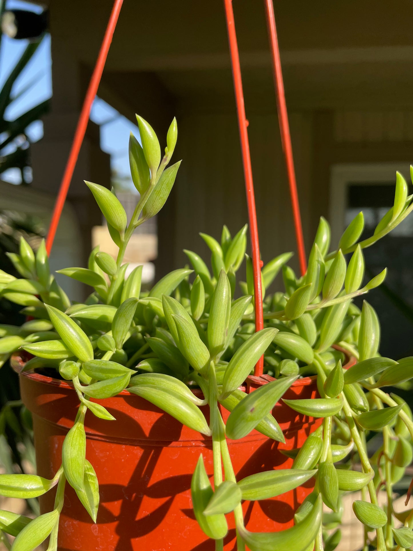 String of Banana 🍌