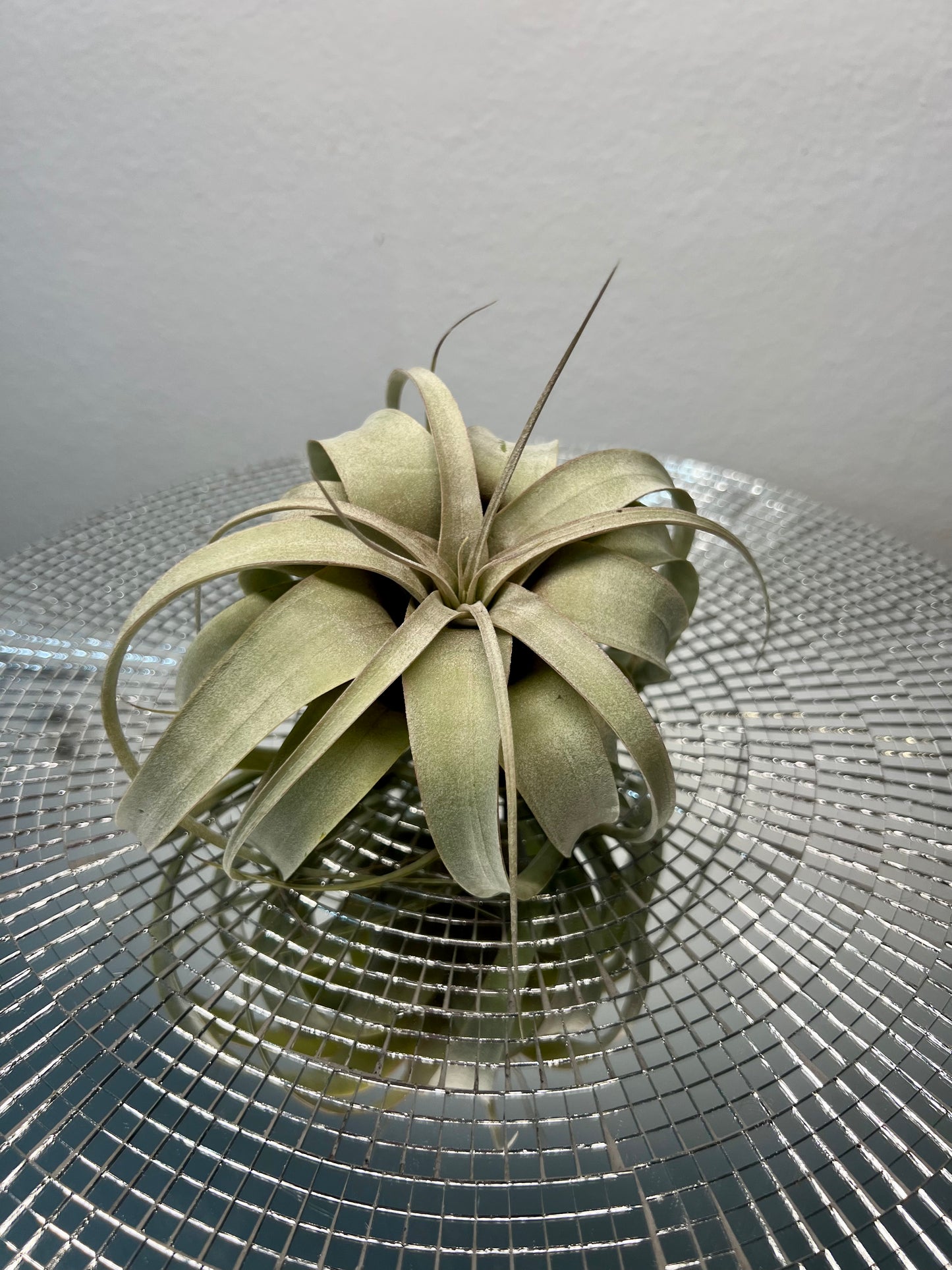 Tillandsia Xerographic