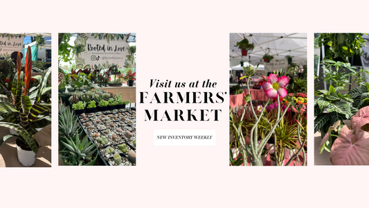 Visit us at the market ✨