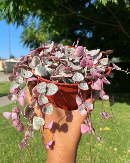 Variegated String of Hearts