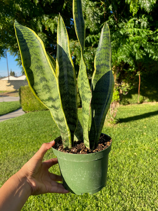 Sansevieria Laurentii
