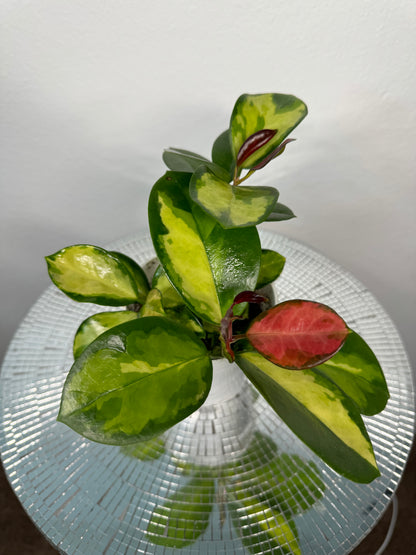 Hoya Australis ‘Lisa’