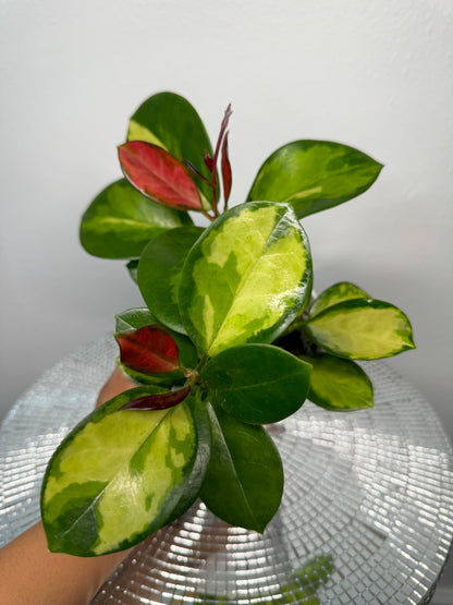 Hoya Australis ‘Lisa’