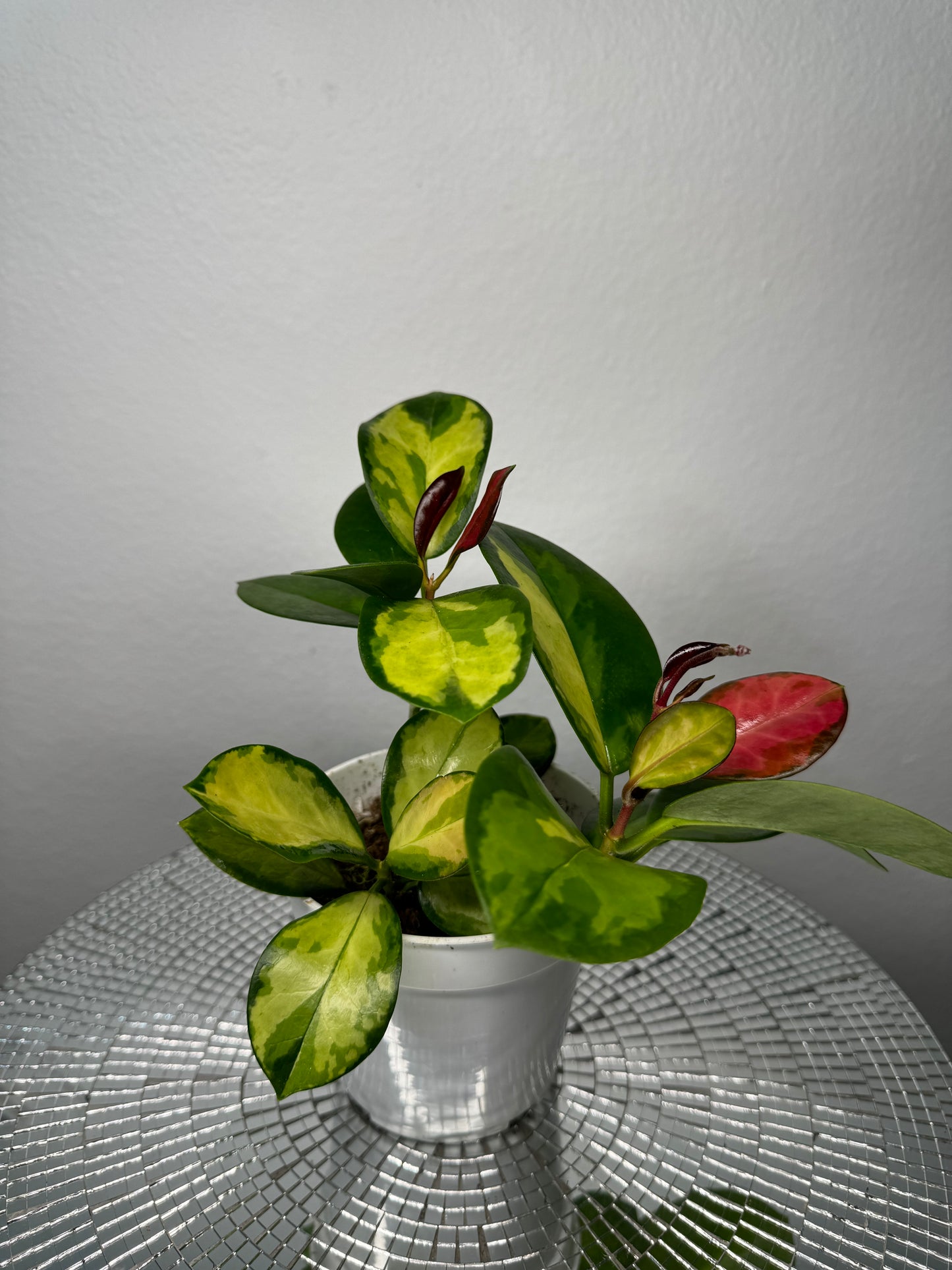 Hoya Australis ‘Lisa’