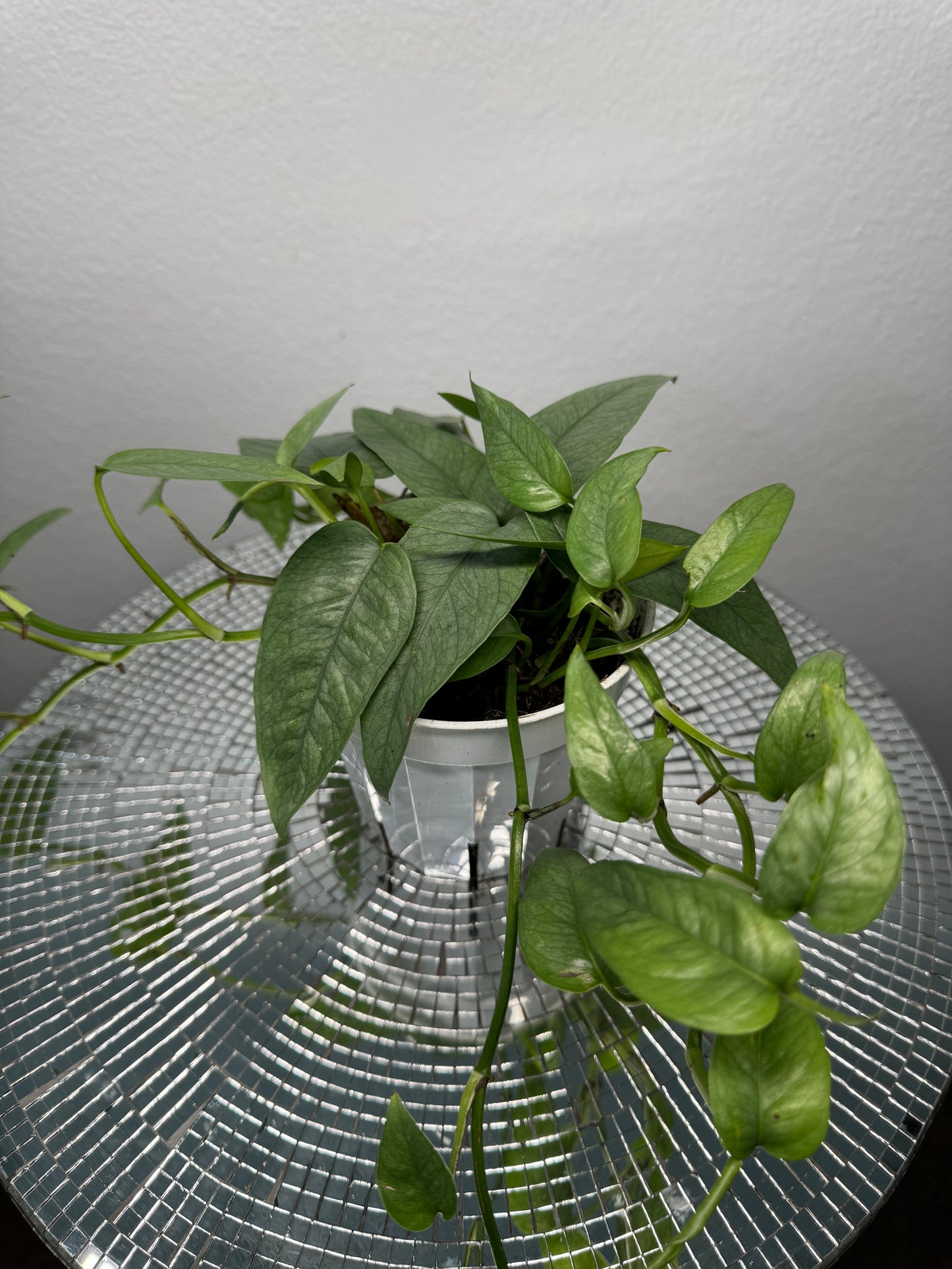 Cebu Blue Pothos