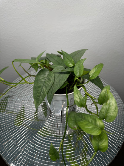 Cebu Blue Pothos