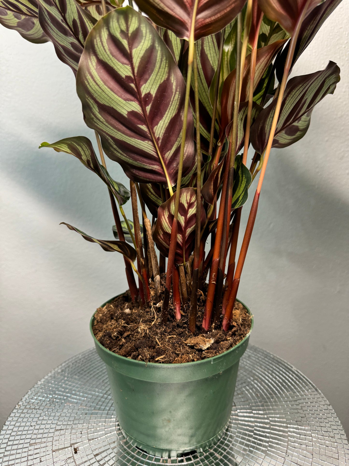 Calathea makoyana