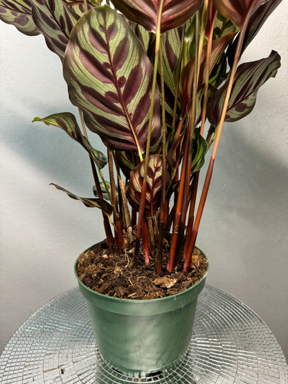 Calathea makoyana