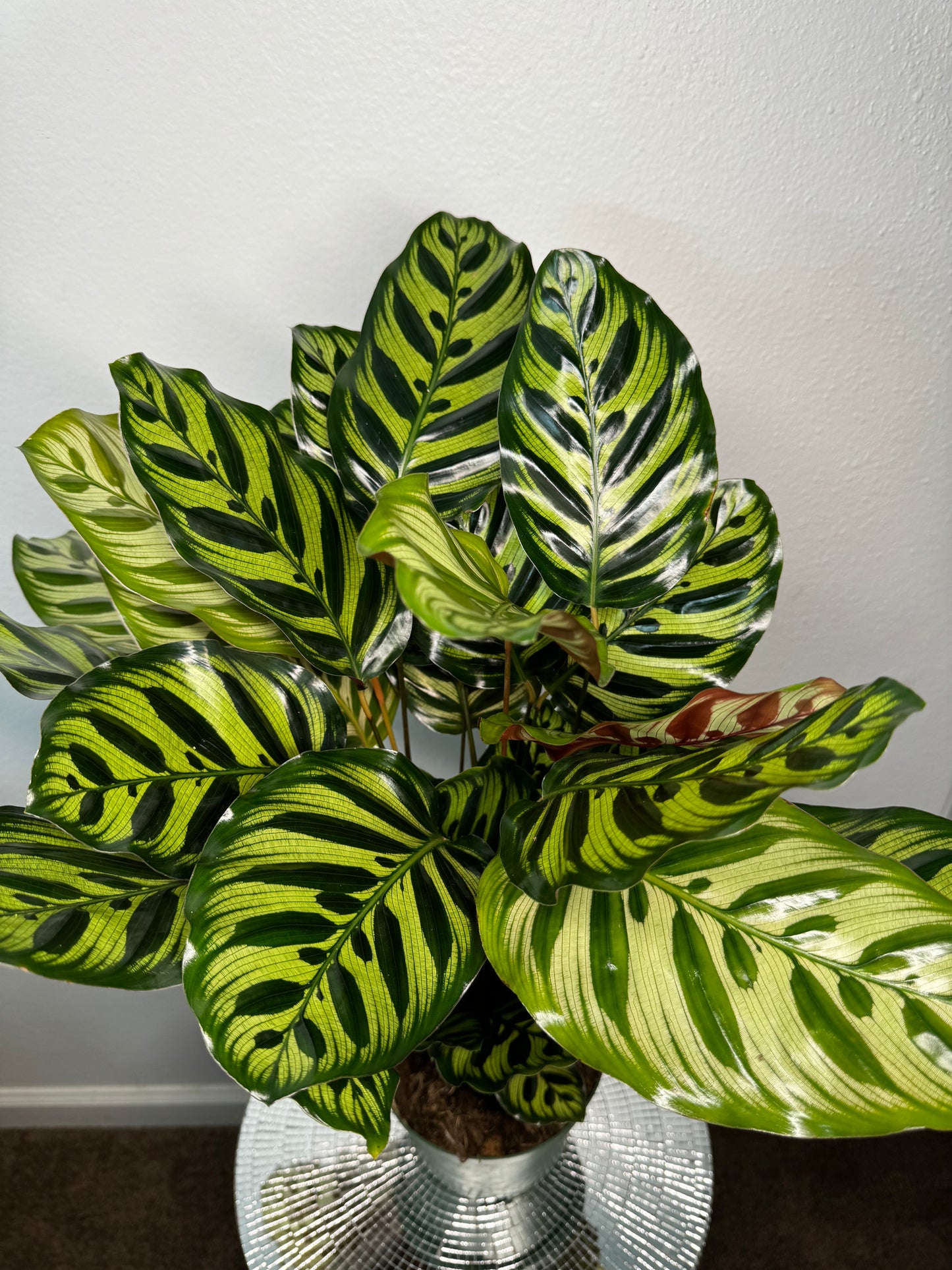 Calathea makoyana