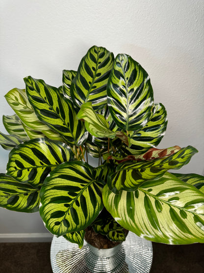 Calathea makoyana