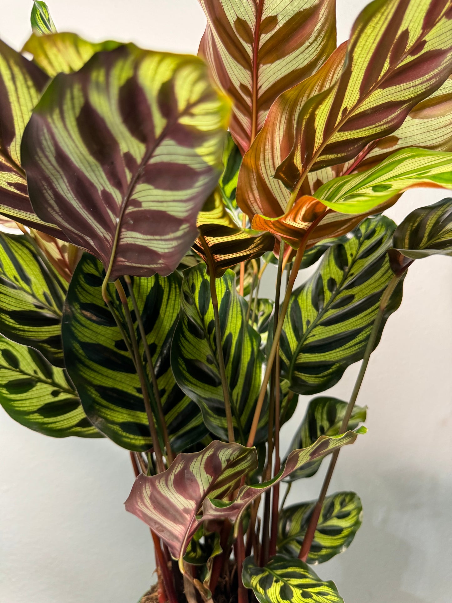 Calathea makoyana
