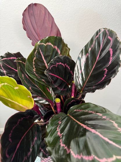 Calathea Dottie