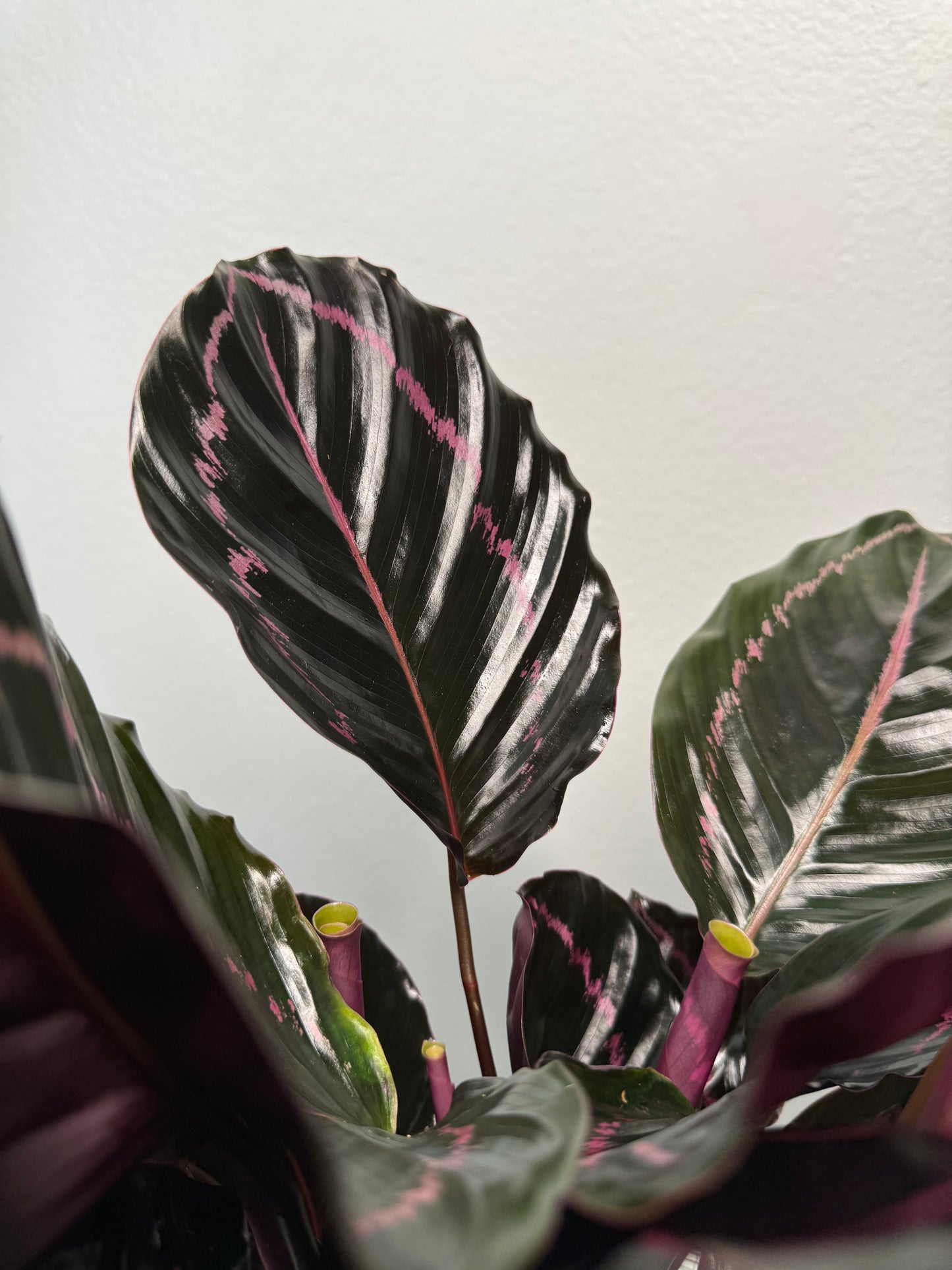 Calathea Dottie