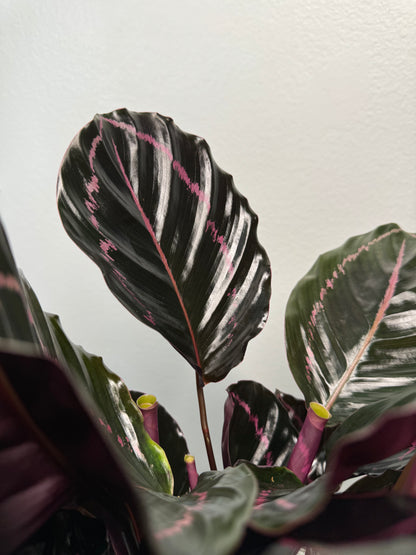Calathea Dottie