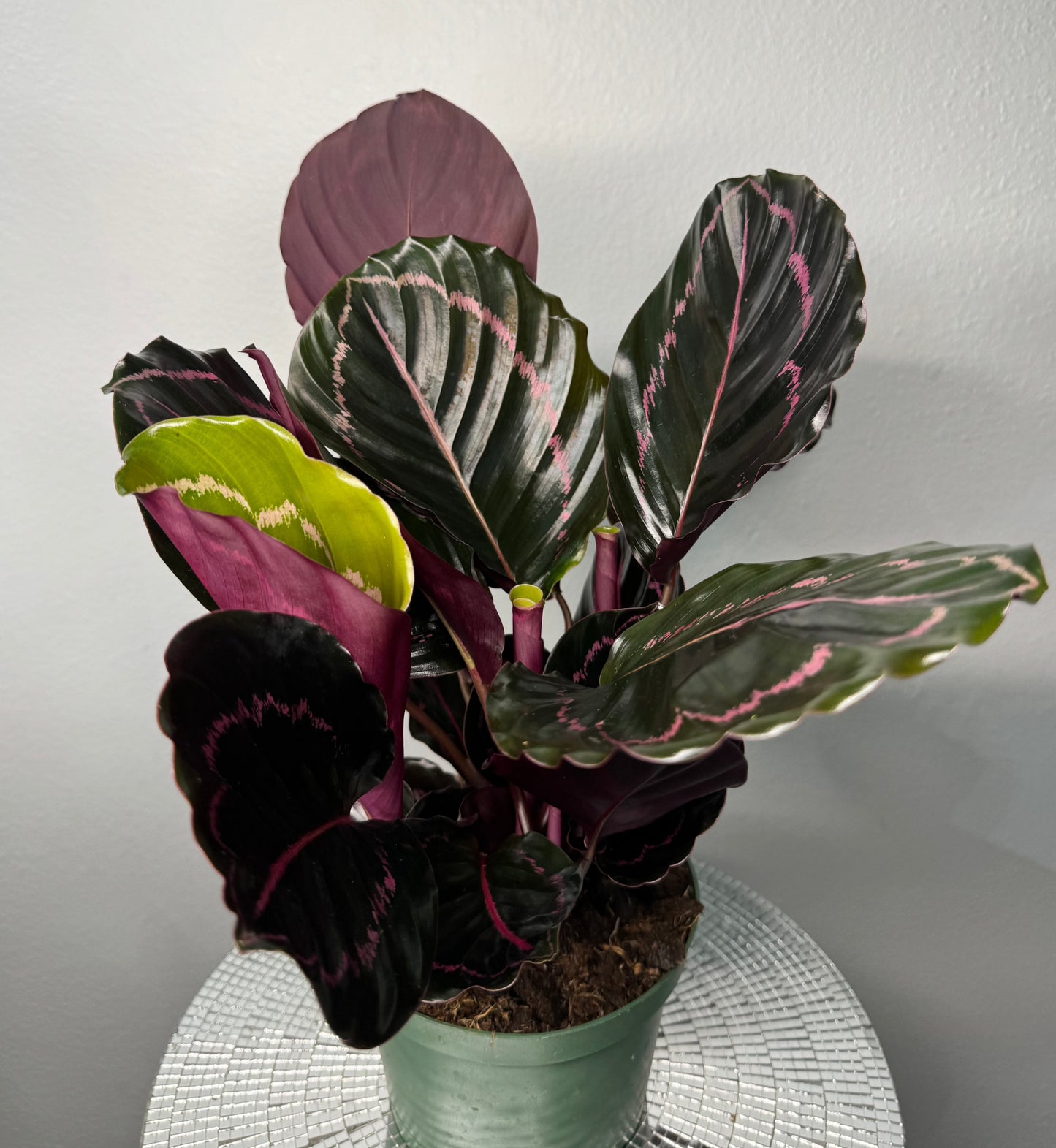 Calathea Dottie