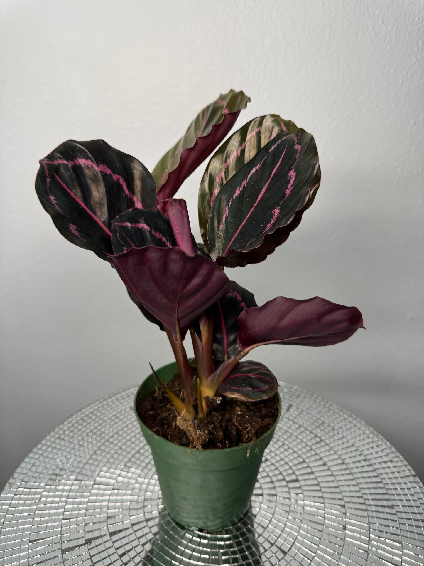 Calathea Dottie