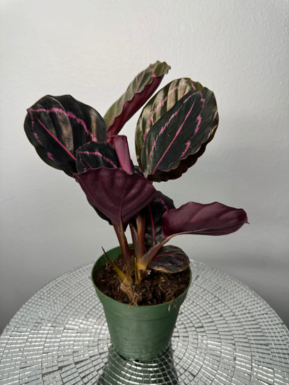 Calathea Dottie