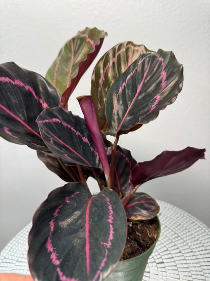 Calathea Dottie