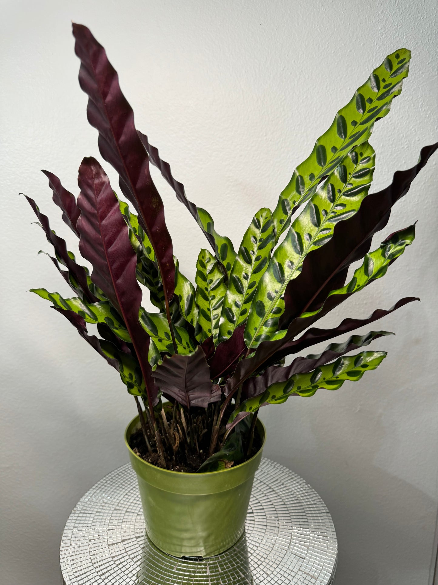 Calathea lancifolia