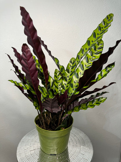Calathea lancifolia