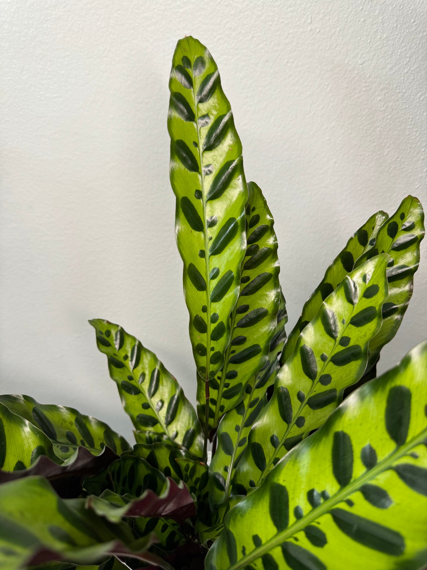 Calathea lancifolia