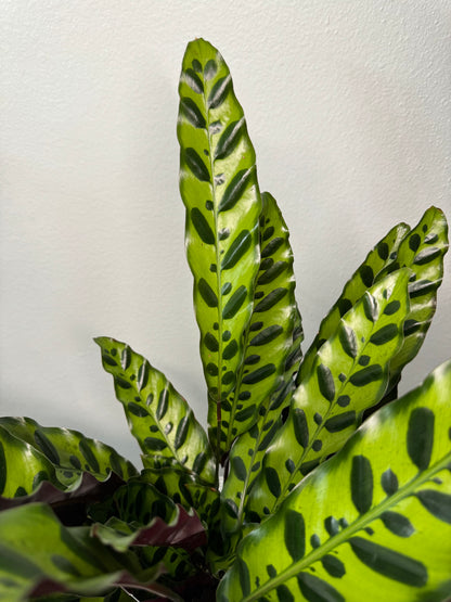 Calathea lancifolia