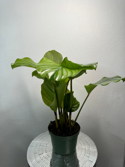 Calathea Orbifolia