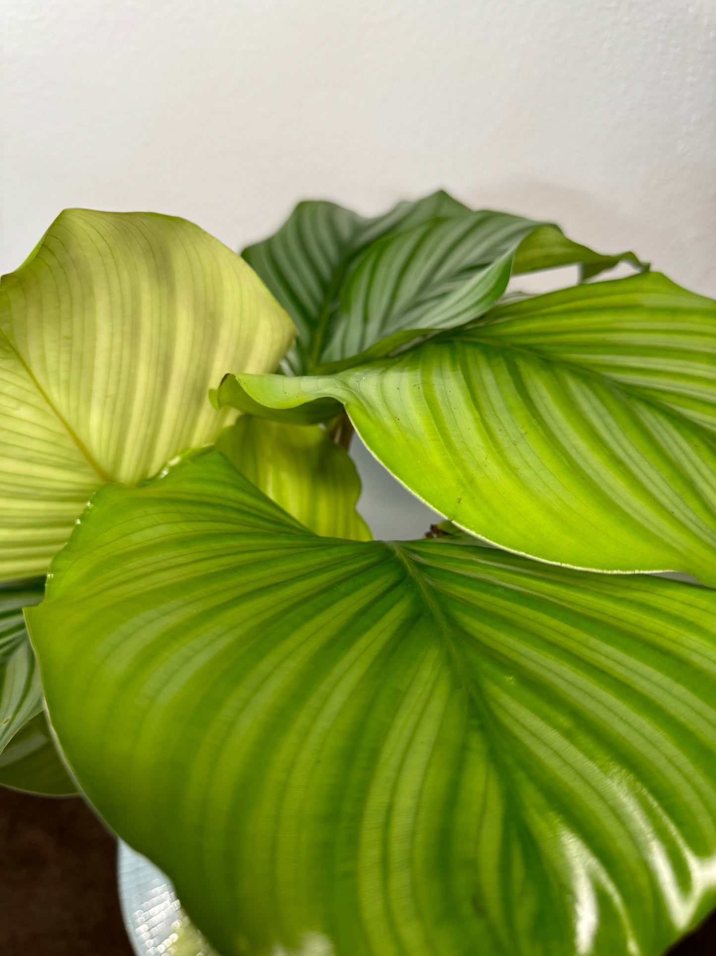 Calathea Orbifolia
