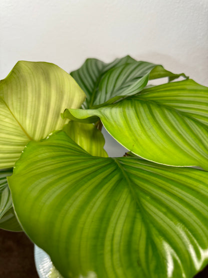 Calathea Orbifolia