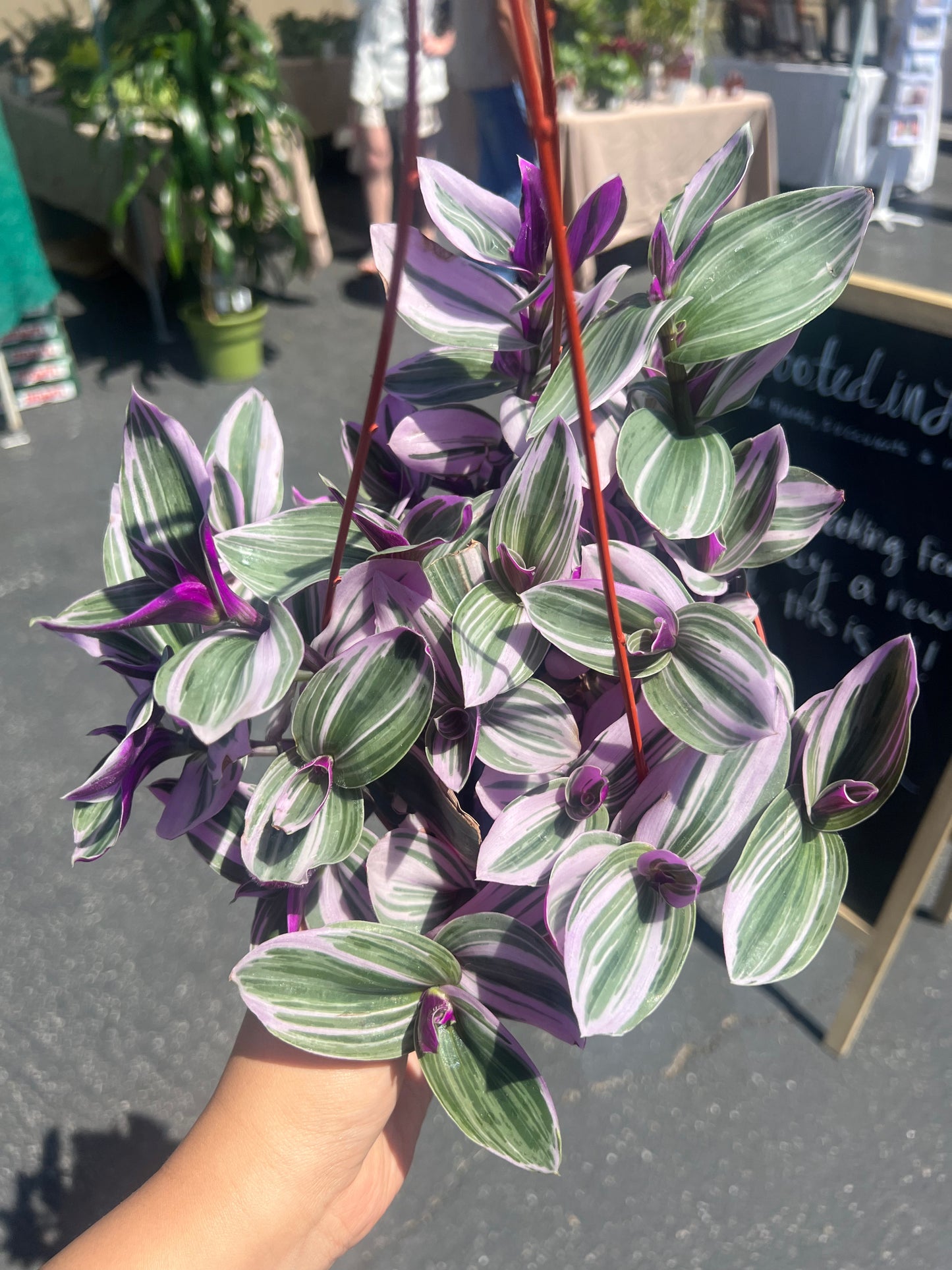 Tradescantia Nanouk