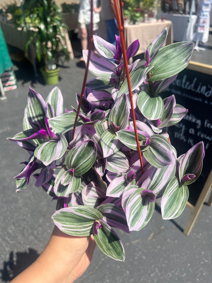Tradescantia Nanouk