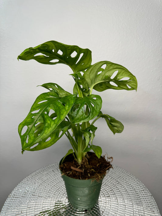 Swiss Cheese Plant