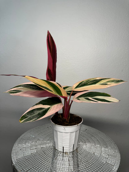 Stromanthe Tri-color