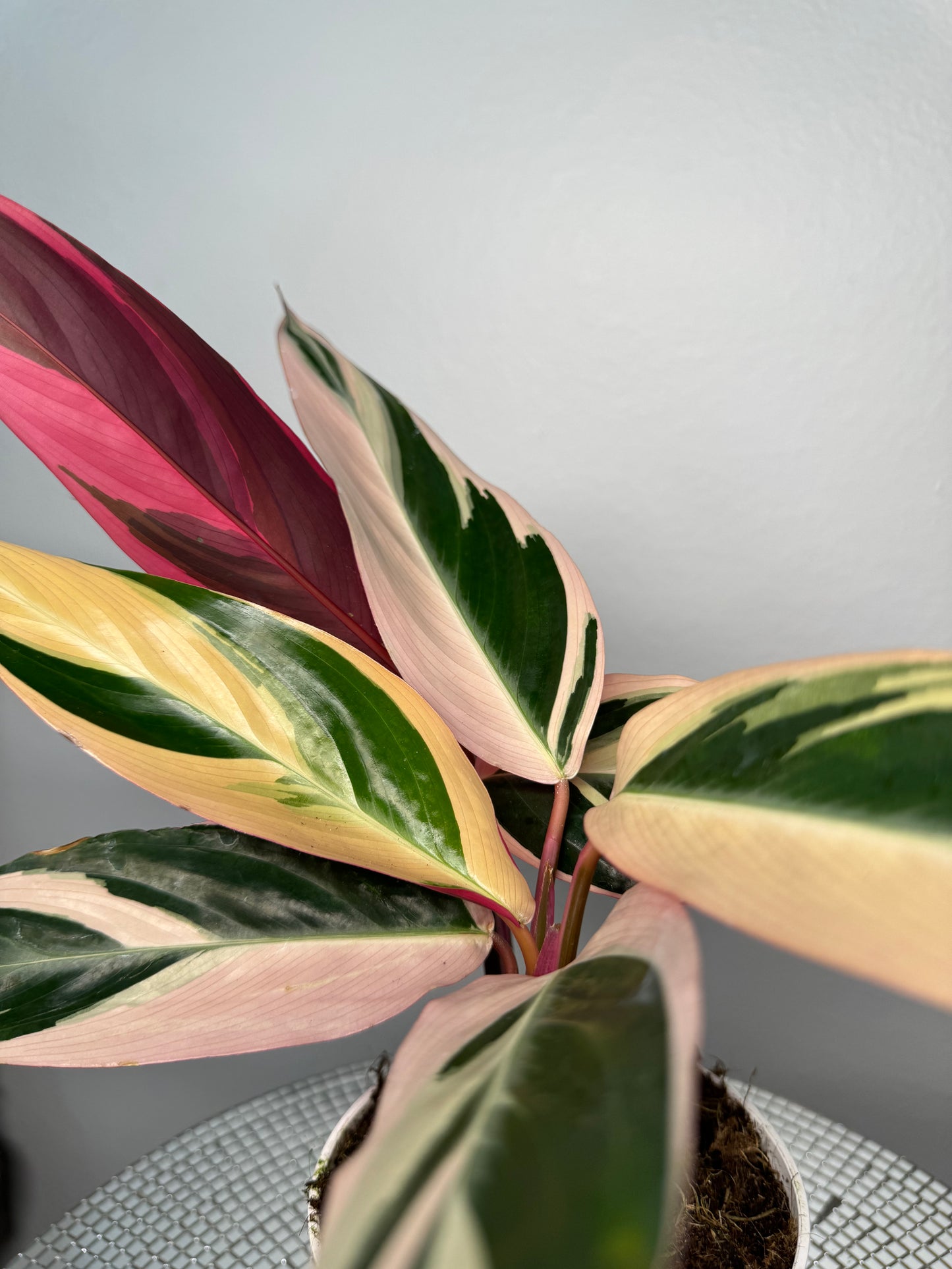 Stromanthe Tri-color