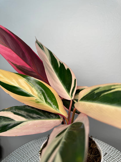 Stromanthe Tri-color